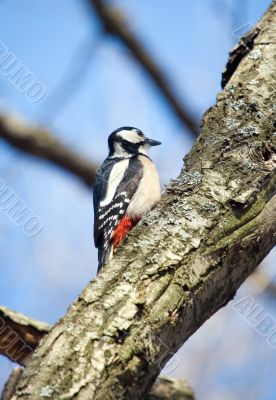 woodpecker