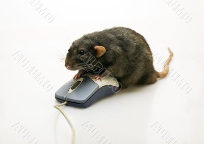 Black rat and a mouse