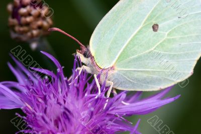 Photocontrast: green on purple
