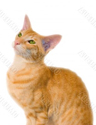 Red cat