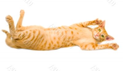 Red cat