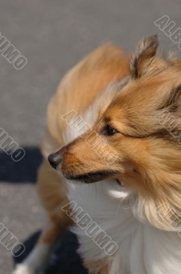 Shetland Sheepdog