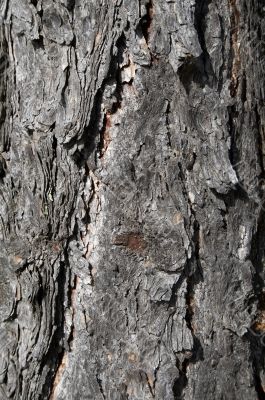 texture of bark of old pine