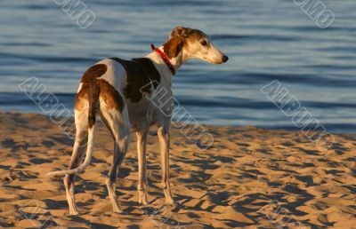 beach hunter