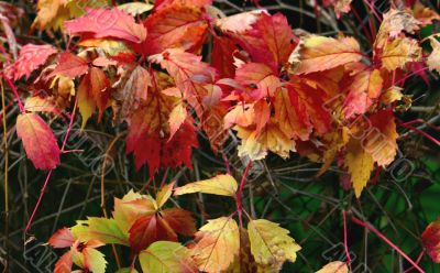 colors of autumn