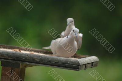 Ring necked dove