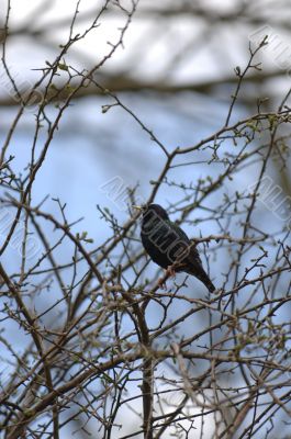 Singing Starling