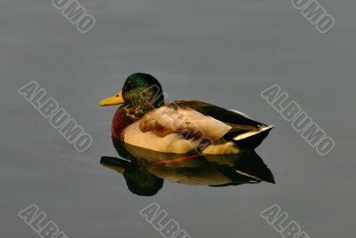 single male colorful duck