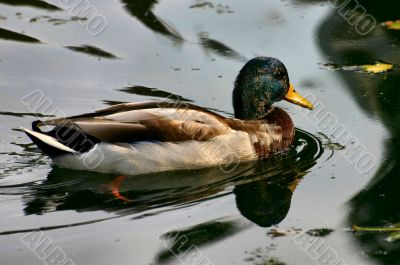 male colorful duck