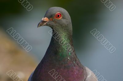 Pigeon`s look