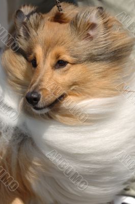 Shetland Sheepdog