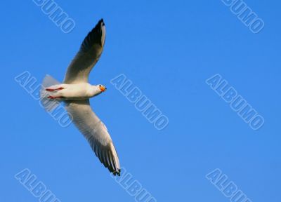 Spread your wings