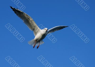 Spread your wings