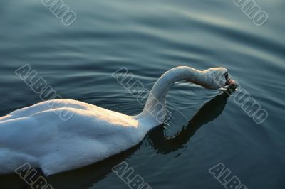 young swan