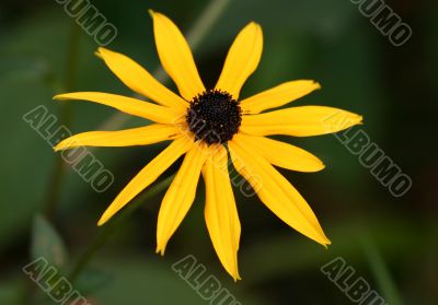 yellow beauty