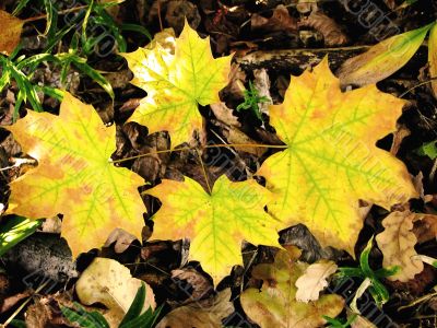 autumn background