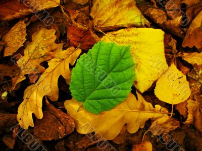 autumn background