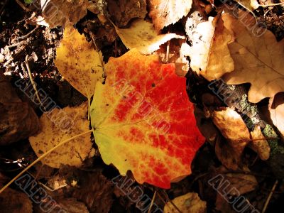 autumn background
