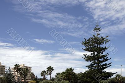 Pine Tree