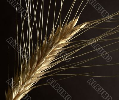 Ear of Wheat