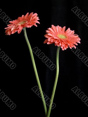 Gerbera Duet