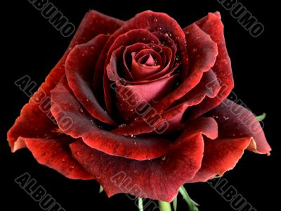 Single Red Rose Close-up