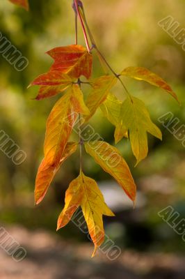 Warm palette of autumn