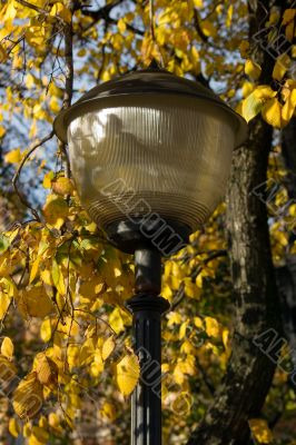 Autumn lantern