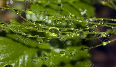 Green drops