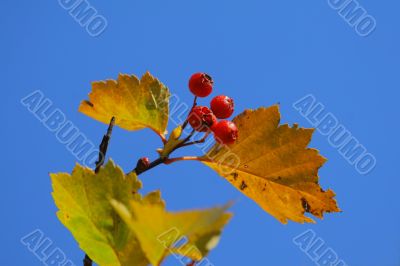 Leaves and berries isolated on blue
