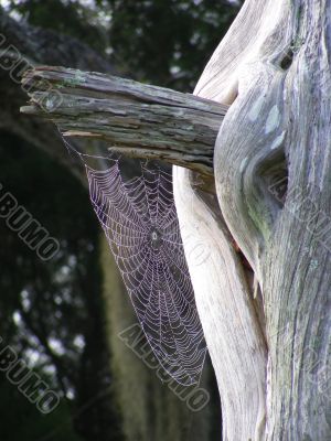 Spider web with dew on tree