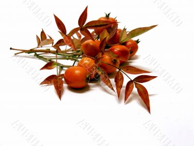 Autumn Berries and Leaves