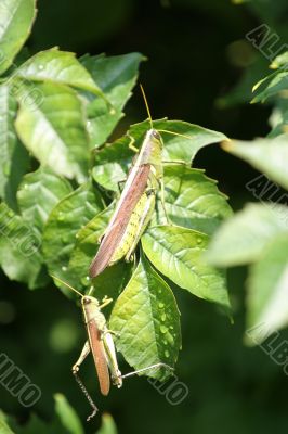 Grasshoppers