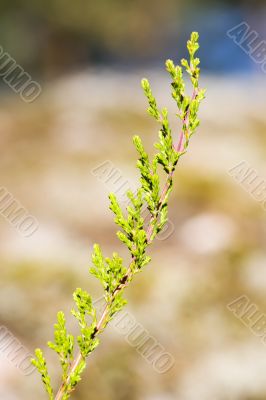 Branch of a heather