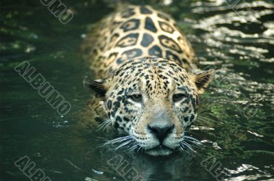 Jaguar - Panthera onca