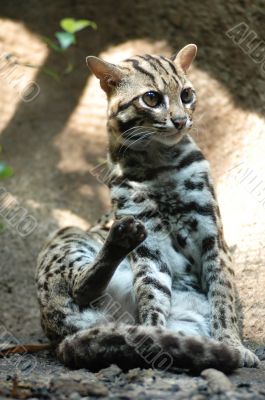 Leopard Cat - Prionailurus bengalensis