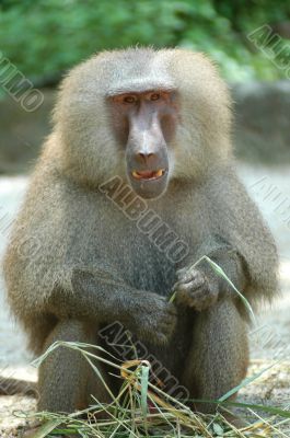 Hamadryas Baboon (Papio hamadryas)