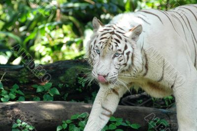 White Tiger