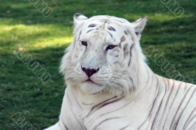 Majestic White Tiger
