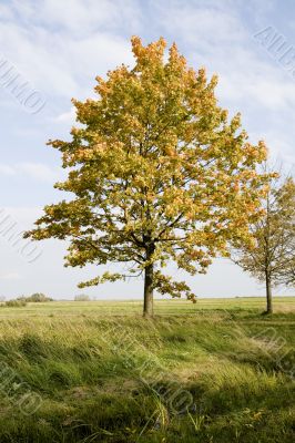 Autumn tree