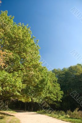 Park landscape