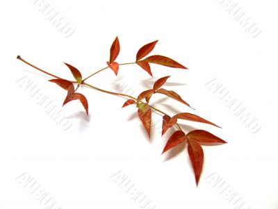 Ornamental Bamboo Autumn Leaves