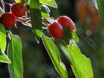 Backlit Autumn Berries