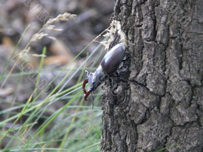 Stag-beetle