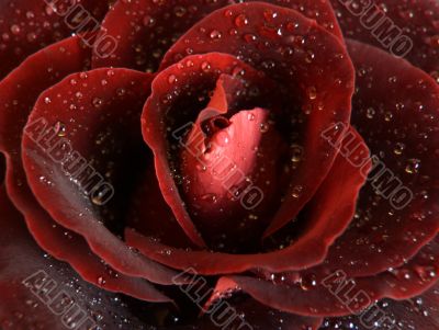 Red Rose Macro