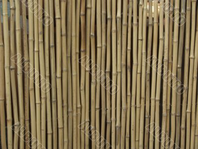 Bamboo Background