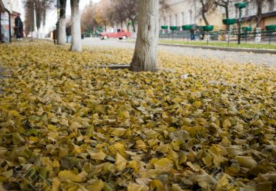 autumn foliage