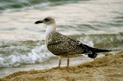 Seagull