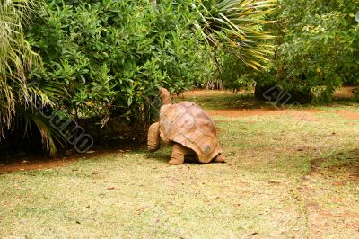 LARGE TORTOISE