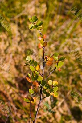 Diminutive birch